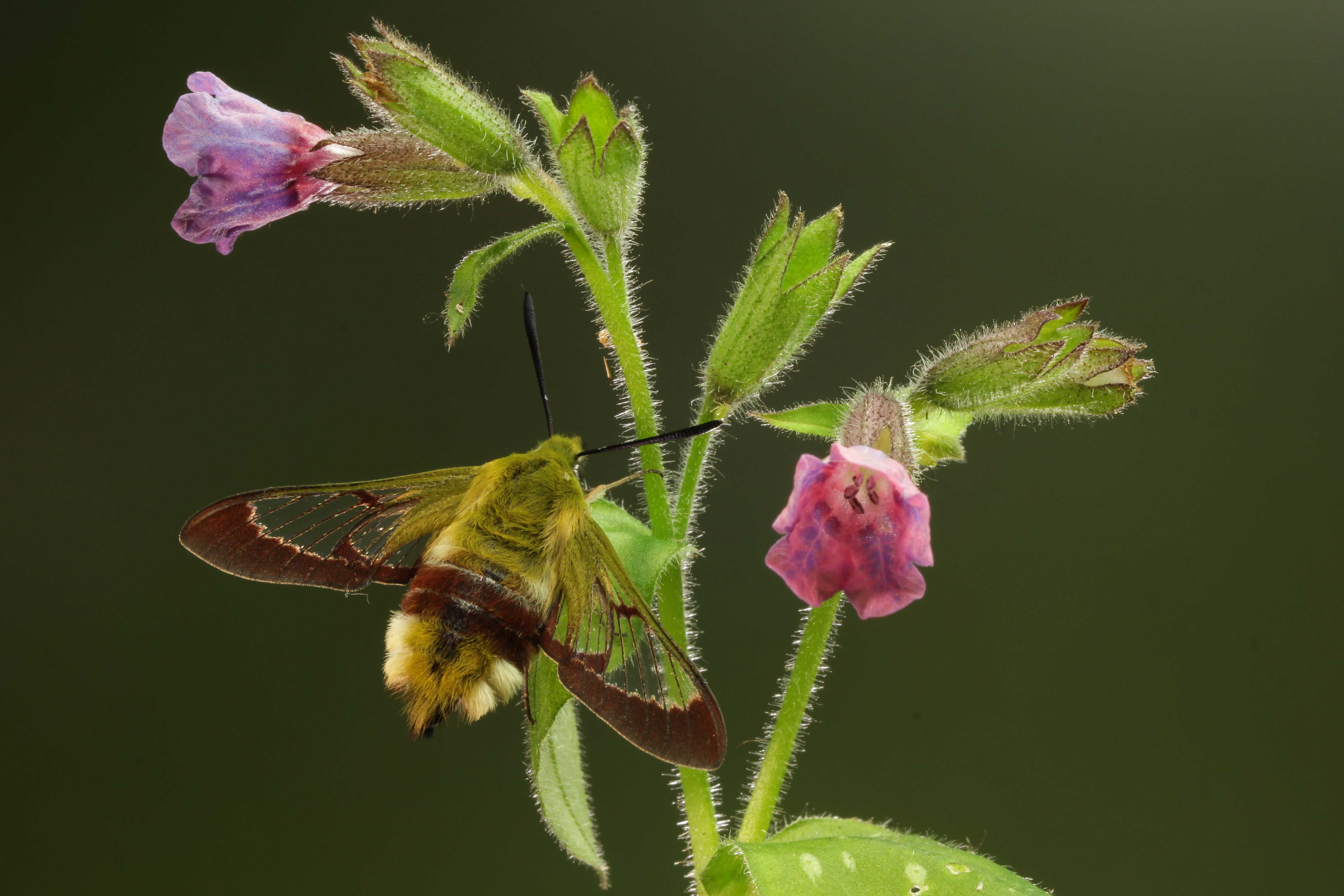 Broad-bordered Bee Hawk-moth