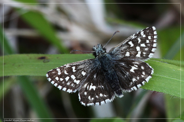 Grizzled Skipper