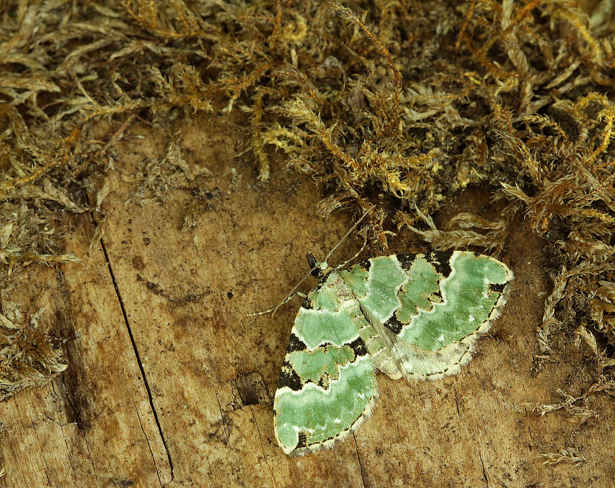 Green Carpet