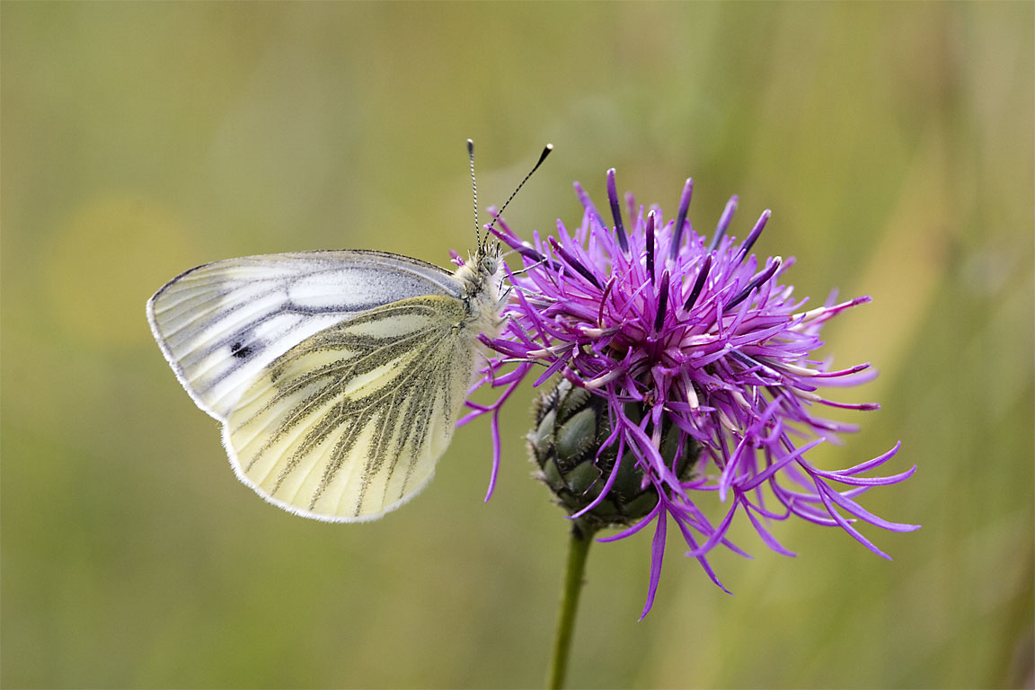 Green-veined White