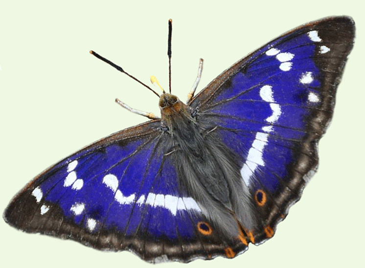 Purple Emperor