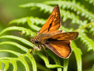 Large Skipper