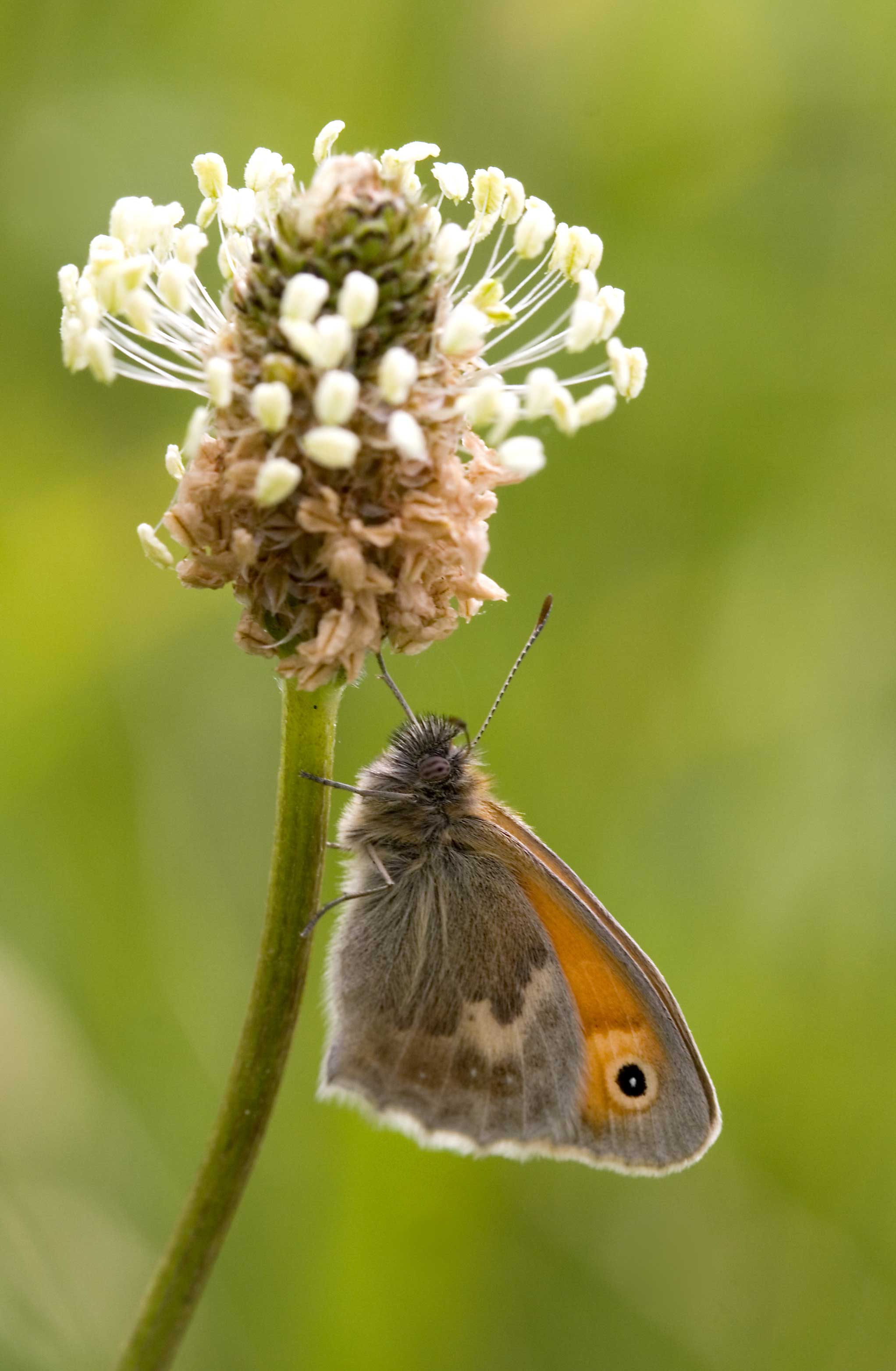 Small Heath