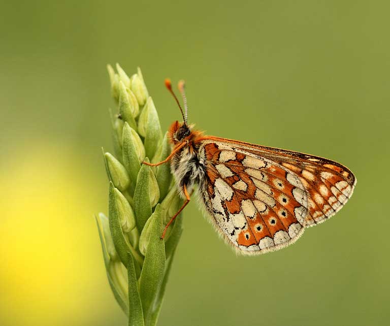 Marsh Fritillary