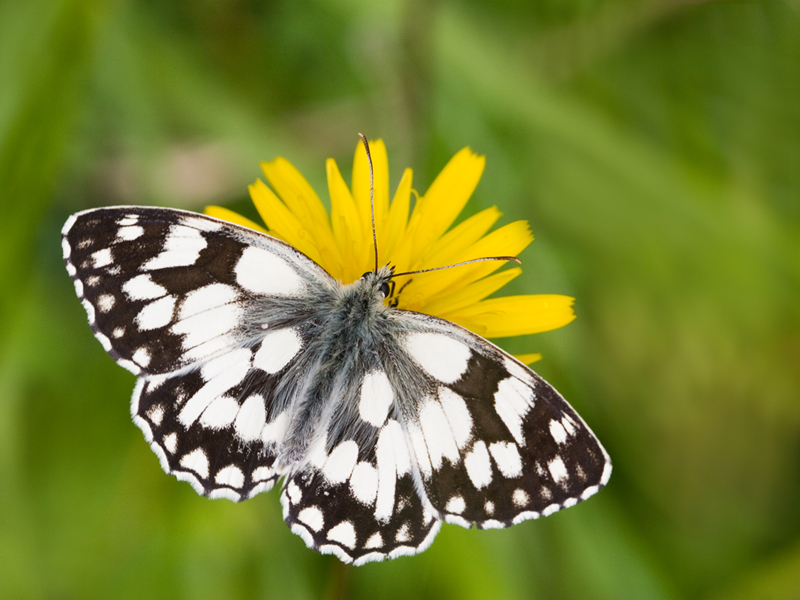 Marbled White  Butterfly Conservation