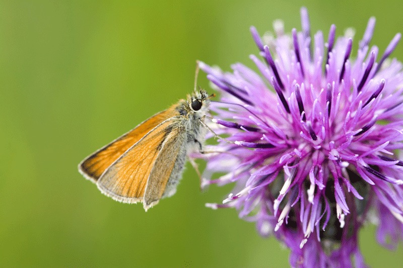 Small Skipper