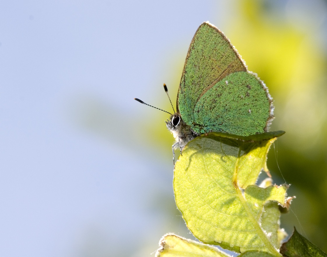 Green Hairstreak