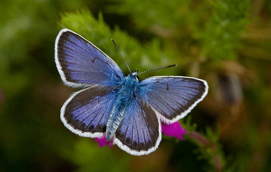 Silver-studded Blue