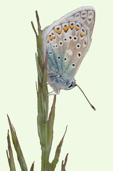 Common Blue