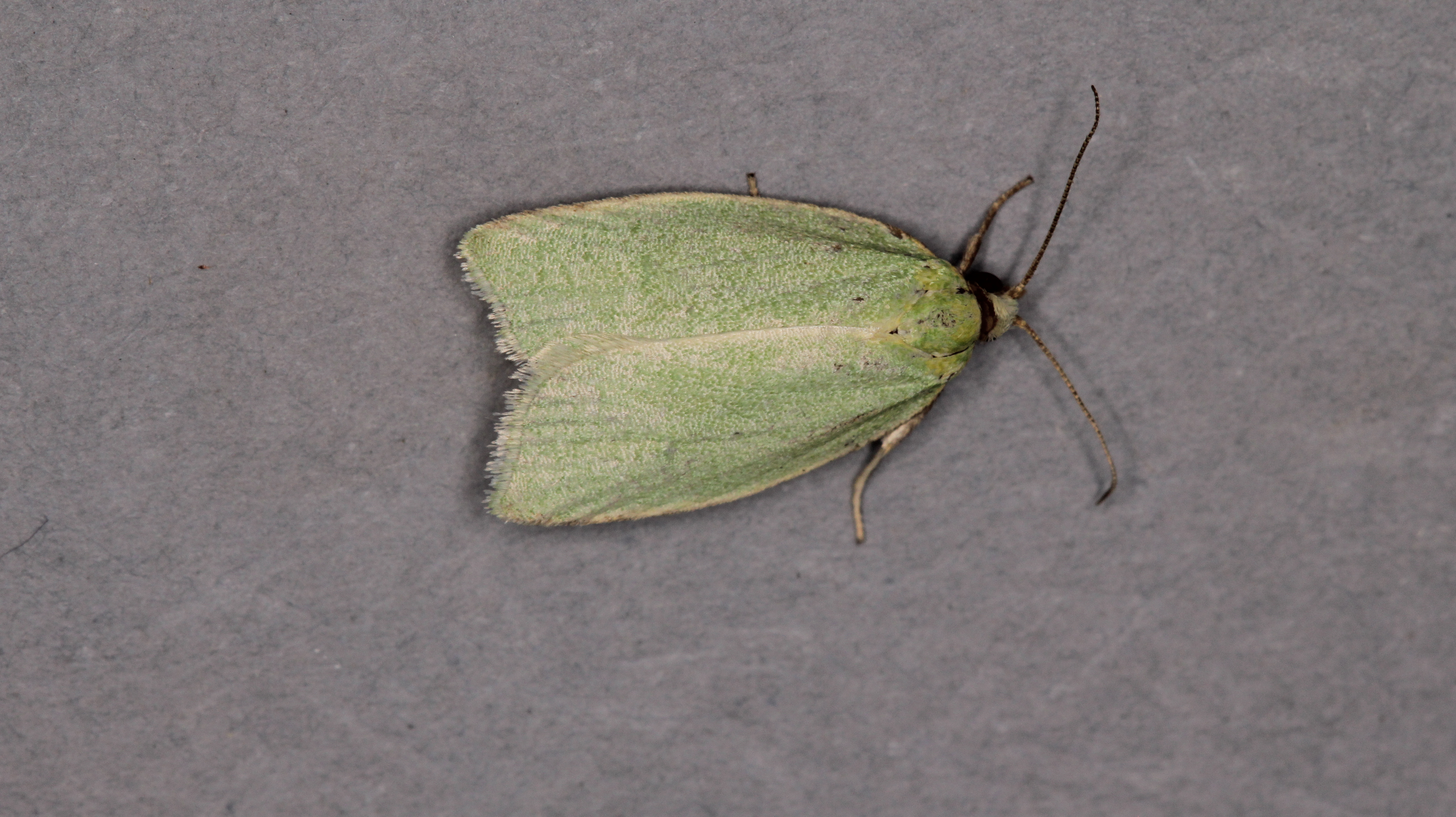 Green Oak Tortrix