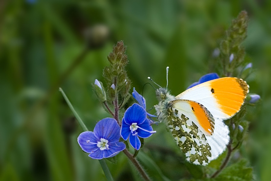 Orange-tip