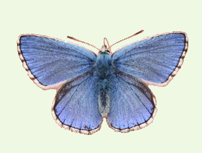 Adonis Blue