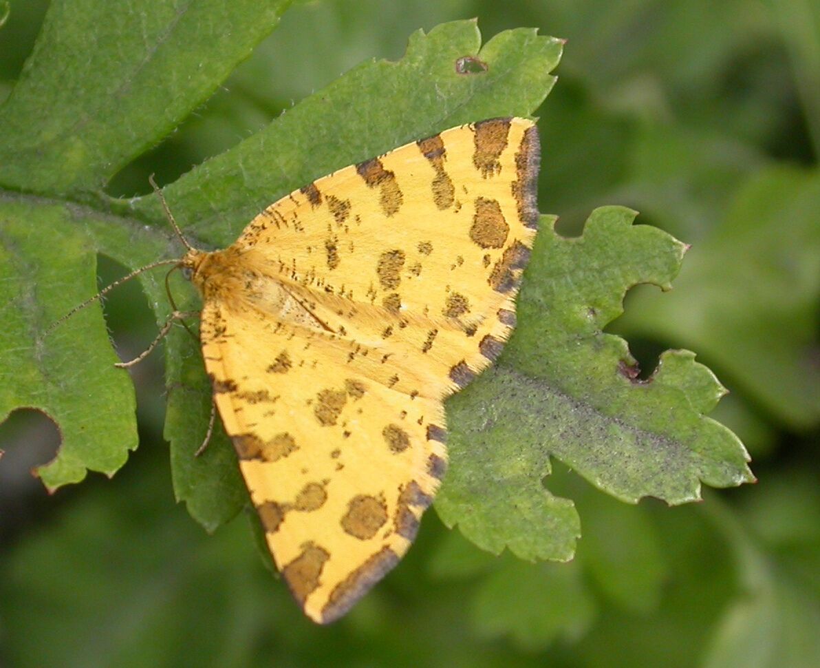 Speckled Yellow