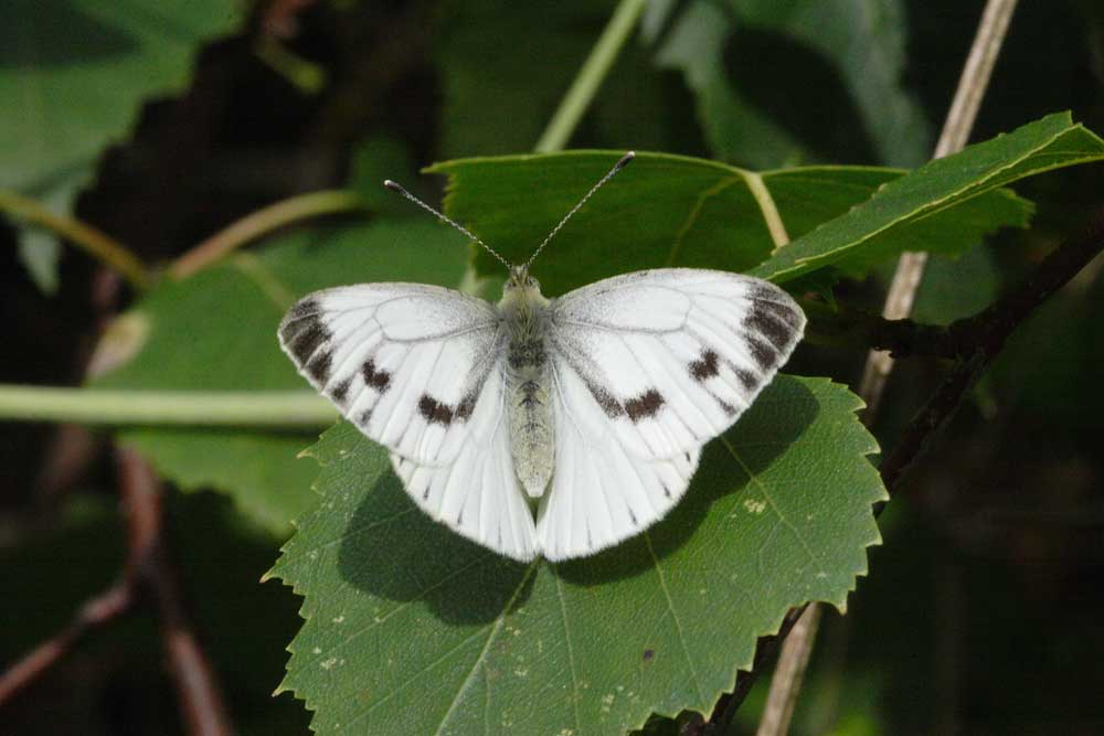 Small White