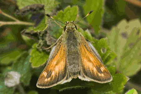 Silver-spotted Skipper