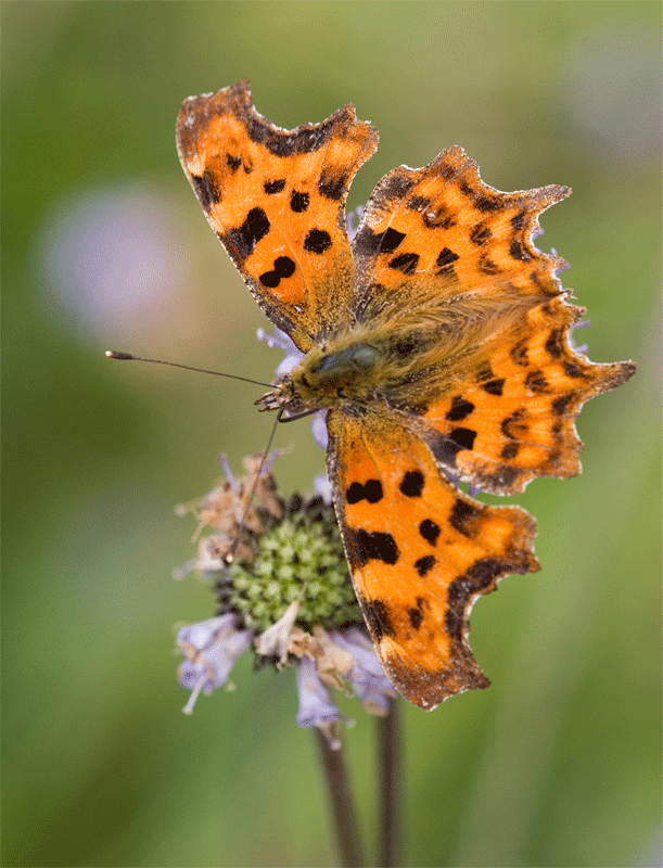 Comma