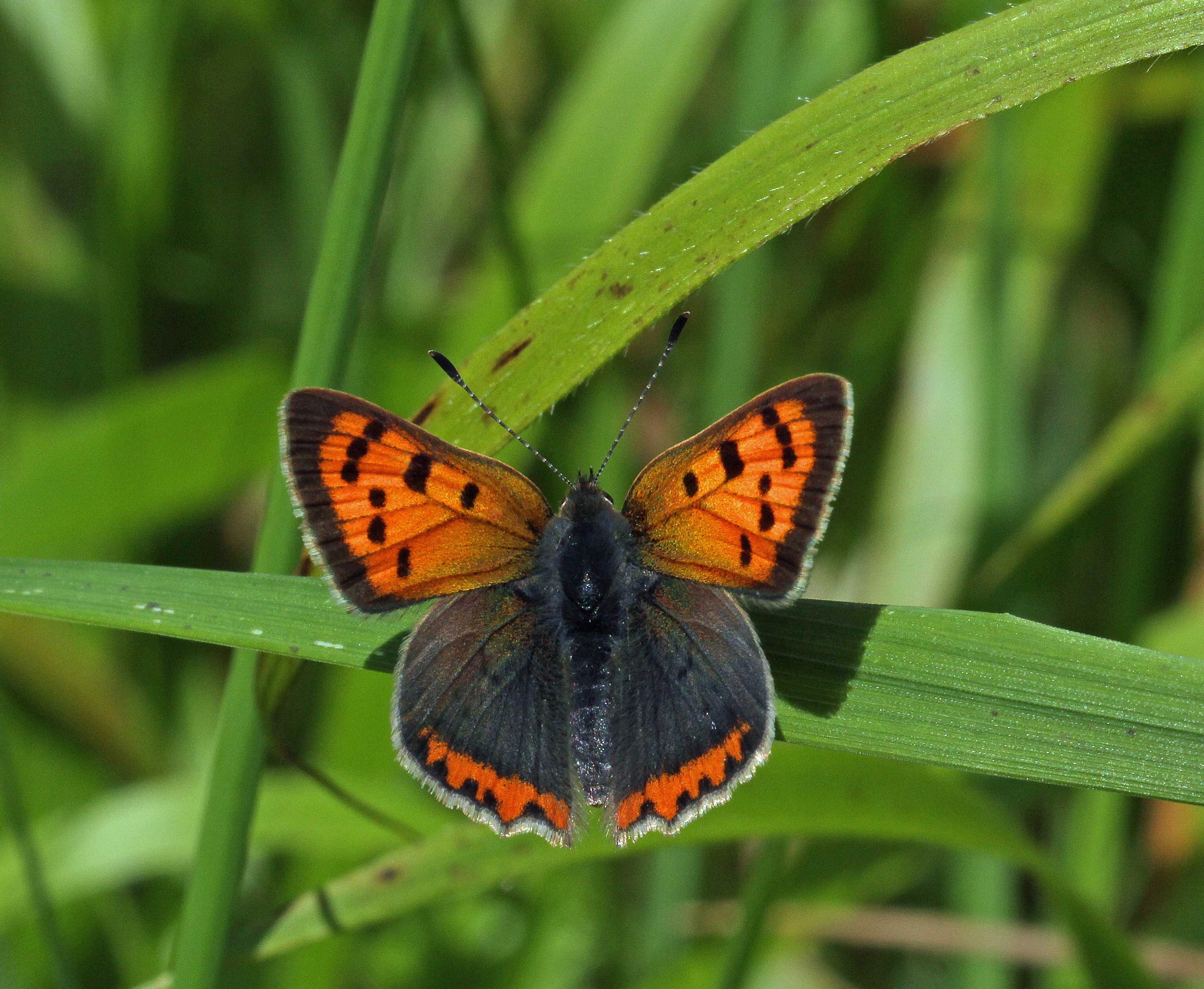 Small Copper