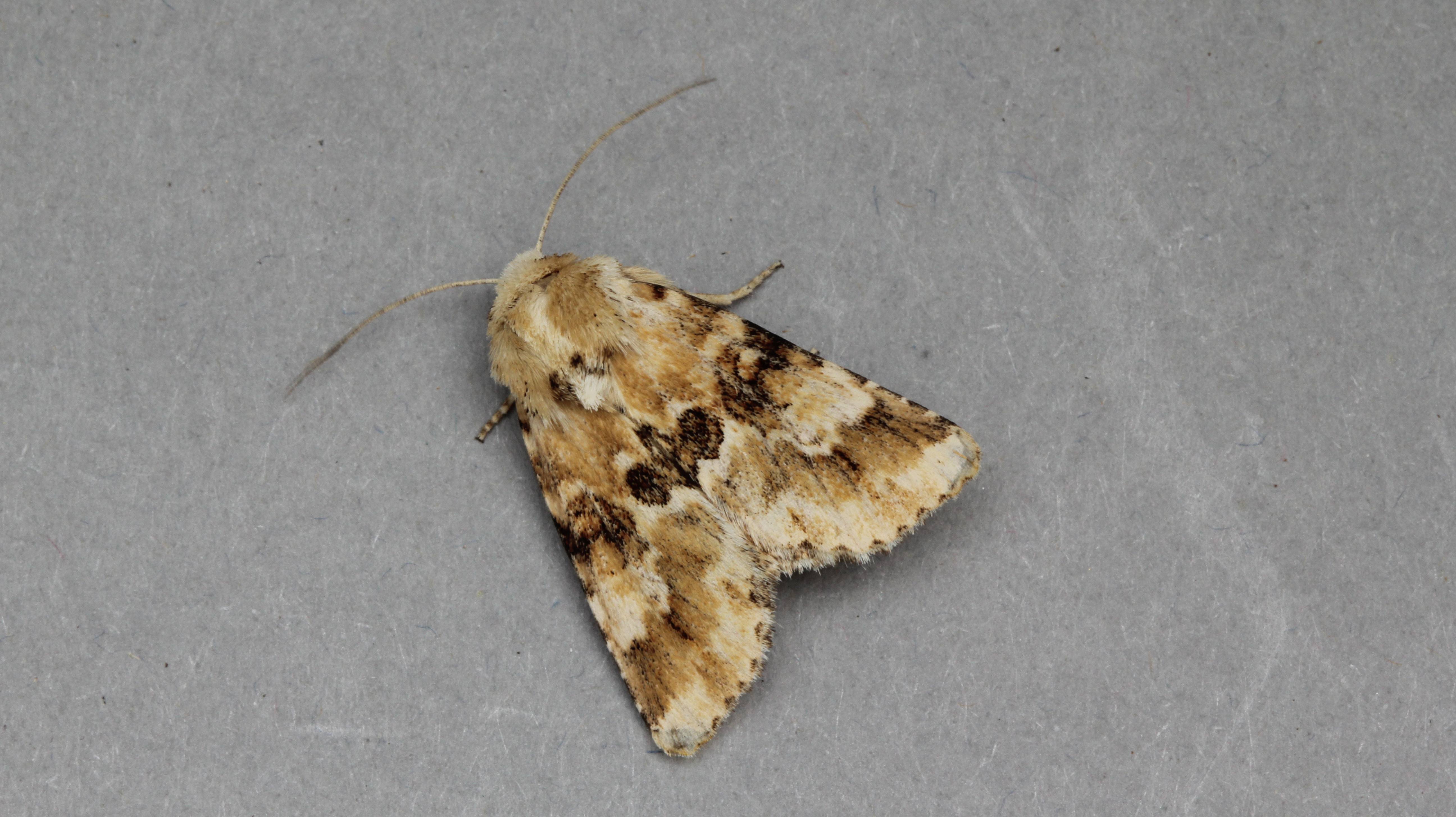 Dusky Sallow